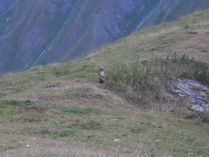 Marmotte