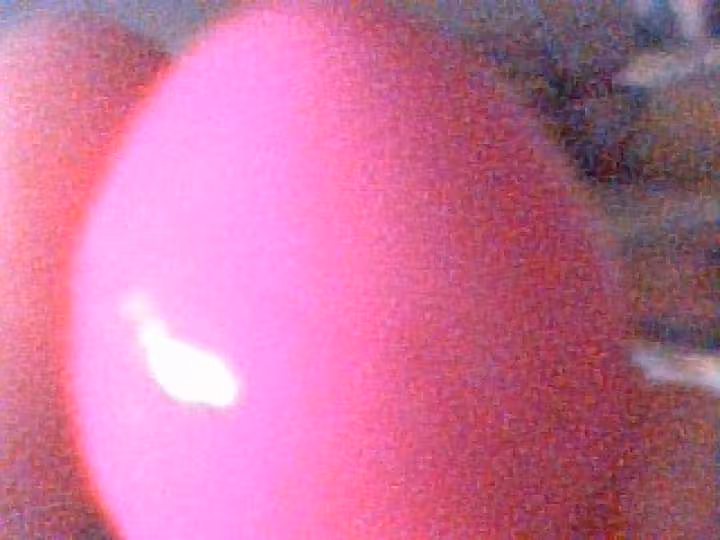 Oeufs de caille rose