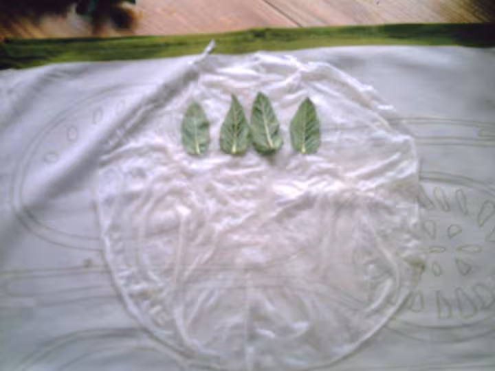 Rouleaux de printemps