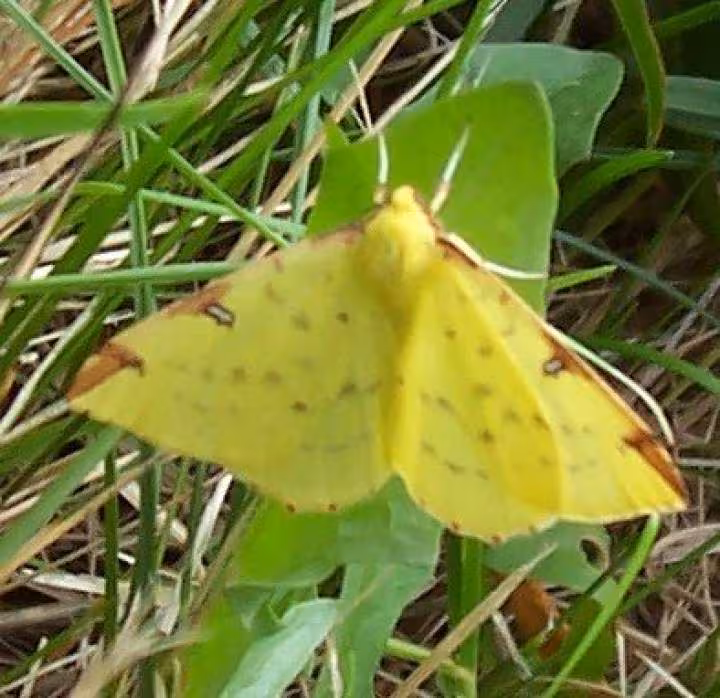 Citronnelle rouillee