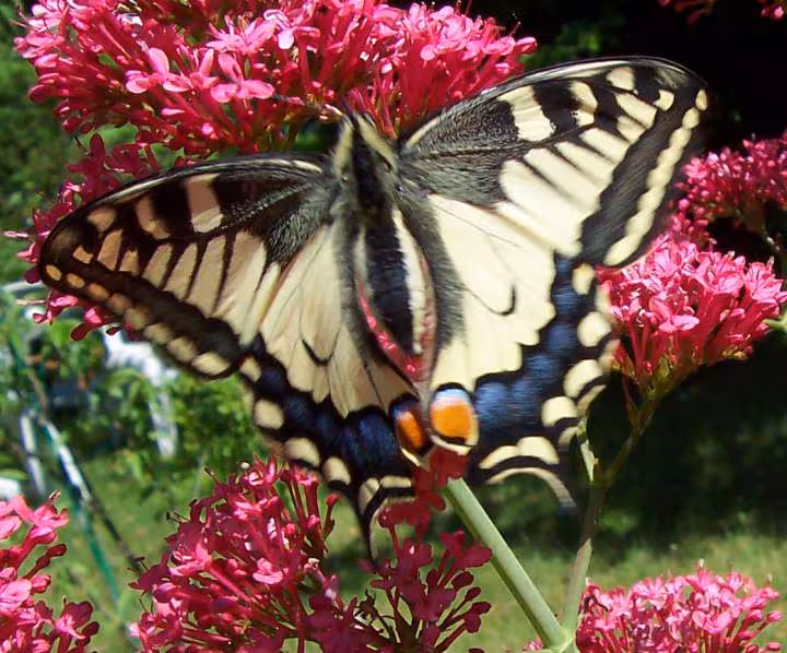 Machaon