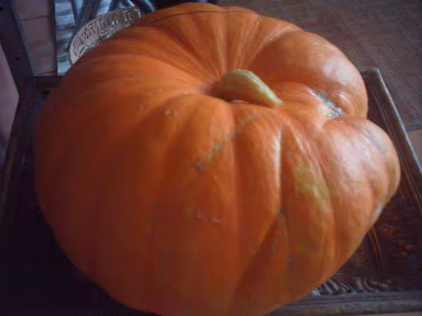 Elle est belle ma citrouille