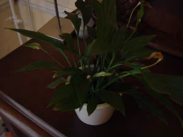Plante