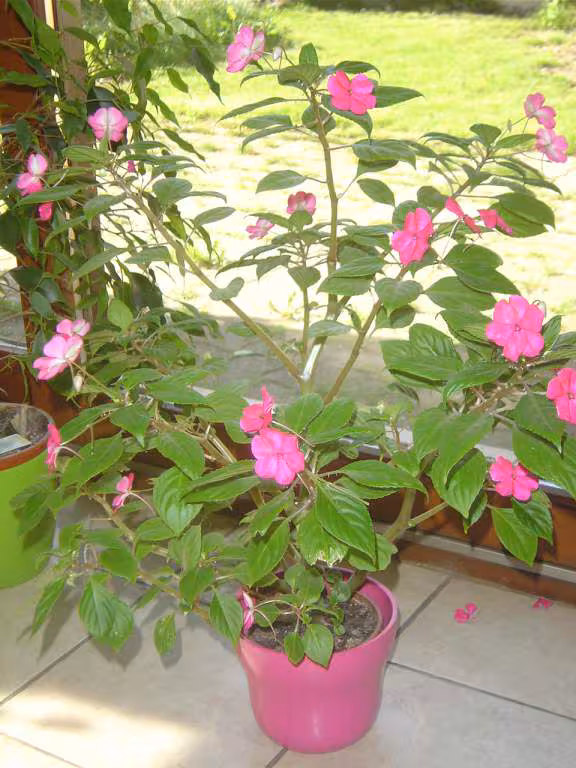Plante