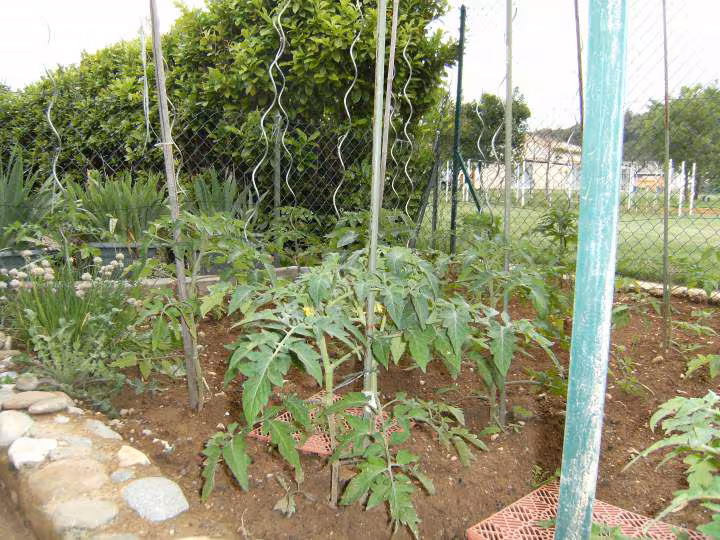 Tomates 28 05 08