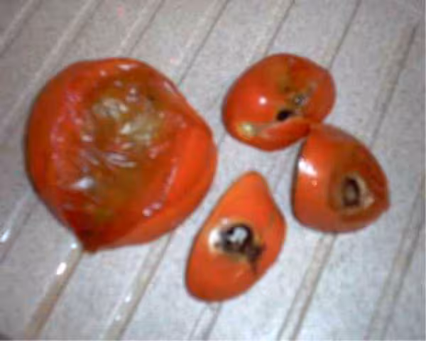 Tomate malade