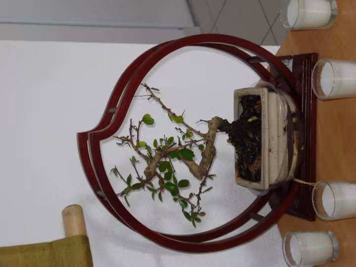 Mon bonzai