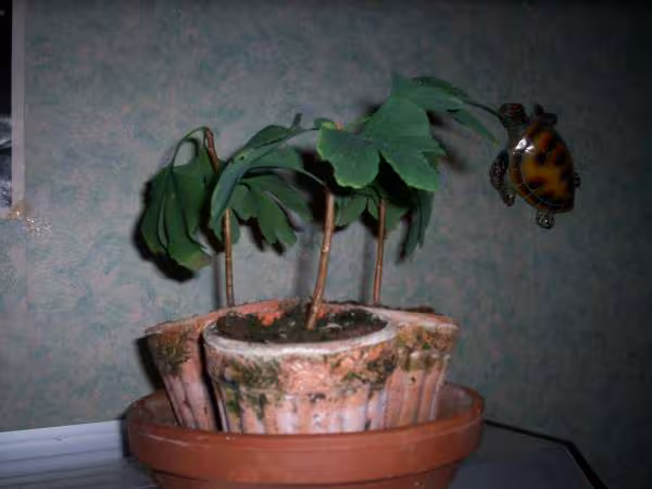 Ginkgo biloba
