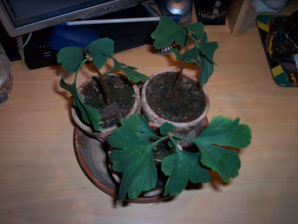 Ginkgo biloba
