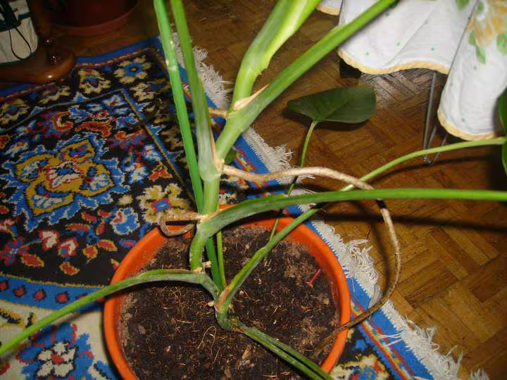 Plante 2