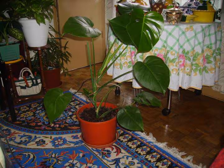 Plante 3