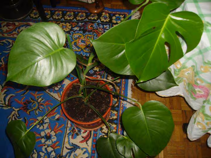 Plante1