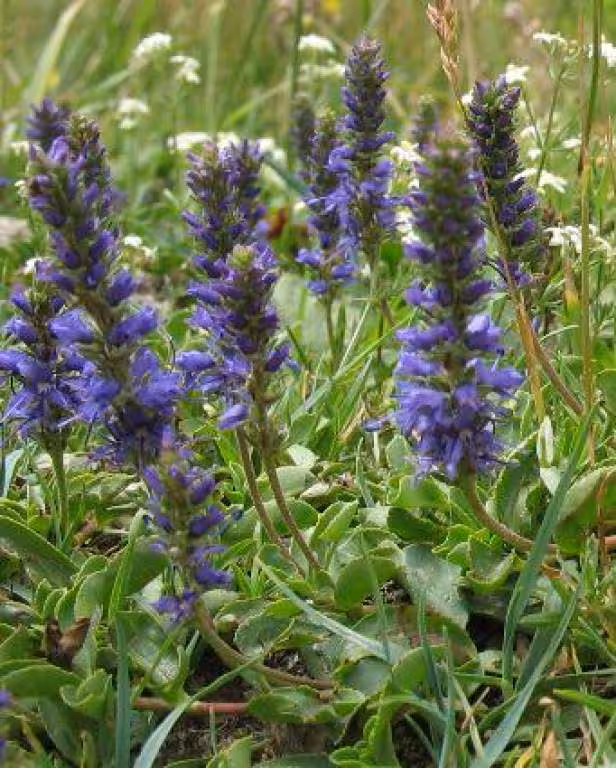 Fleur de montagne