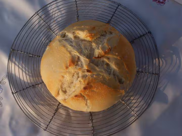 Pain tout levain