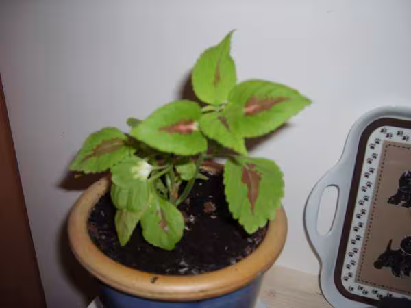 Plante verte
