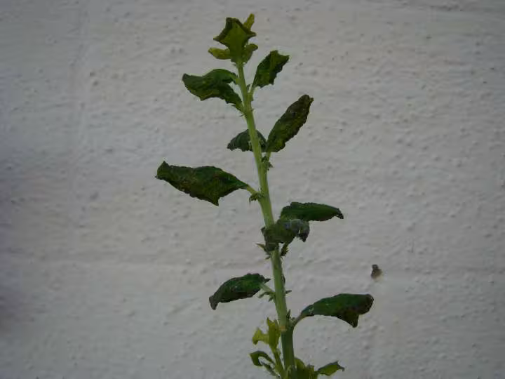 Arbre