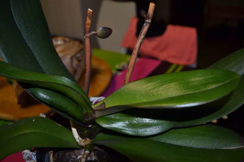 Orchid e