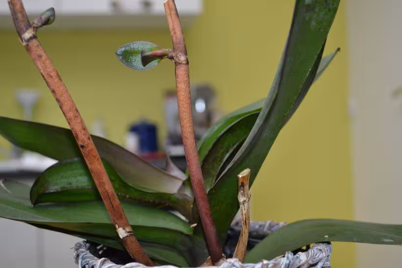 Orchidee