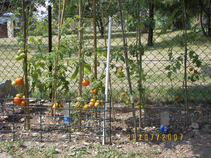 Mes plants de tomates
