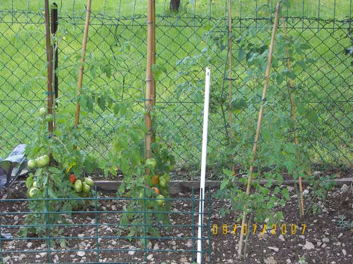 Mes tomates en juillet