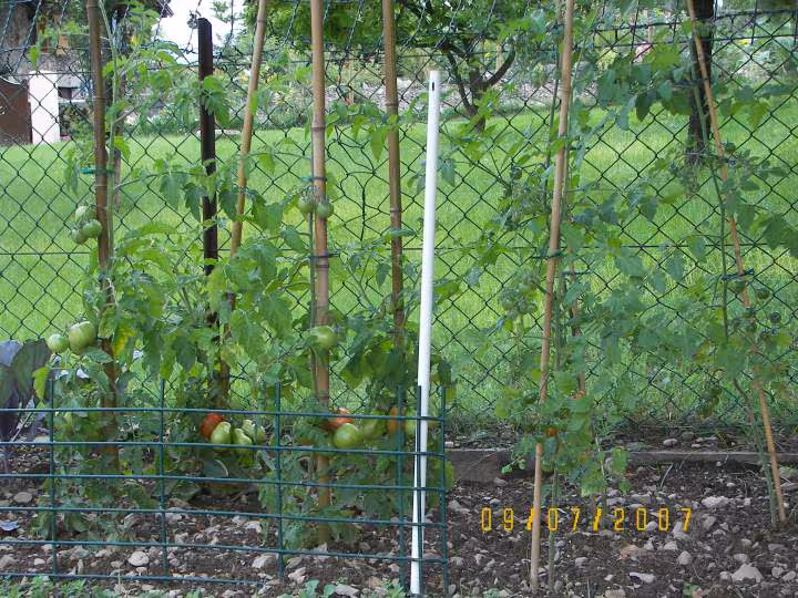 Mes tomates en juillet 2