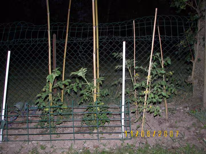 Mes tomates jardin