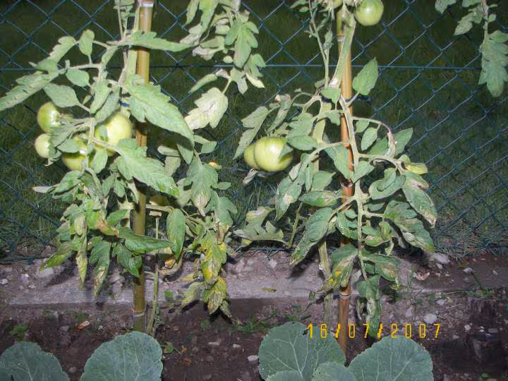Soucis tomates 2