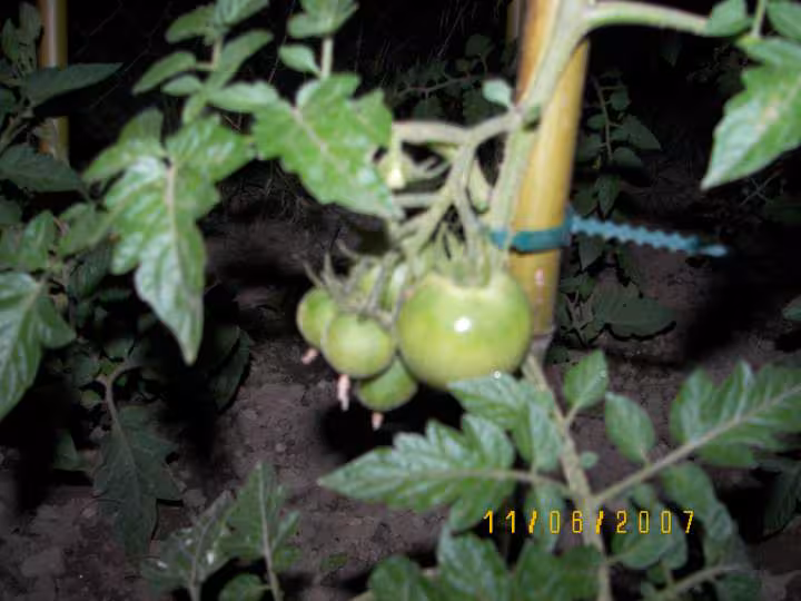 Tomates rondes de plus pres