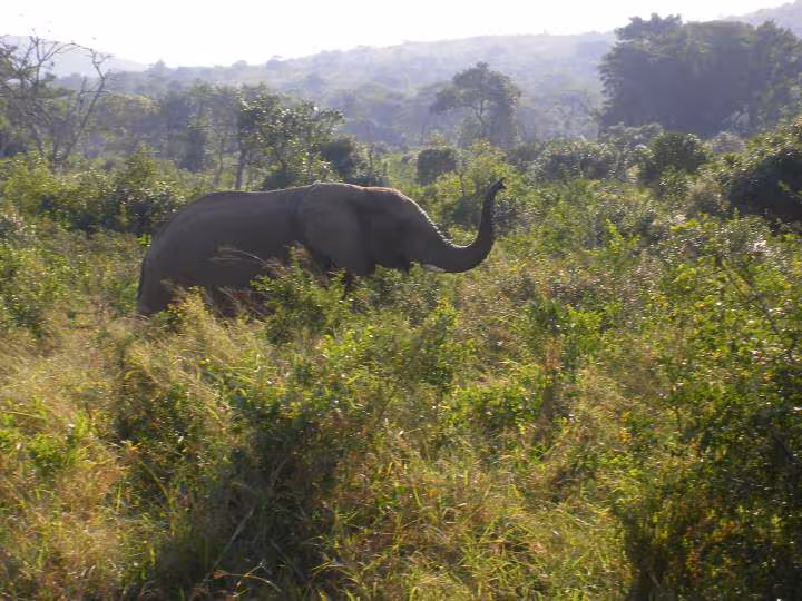 Elephant
