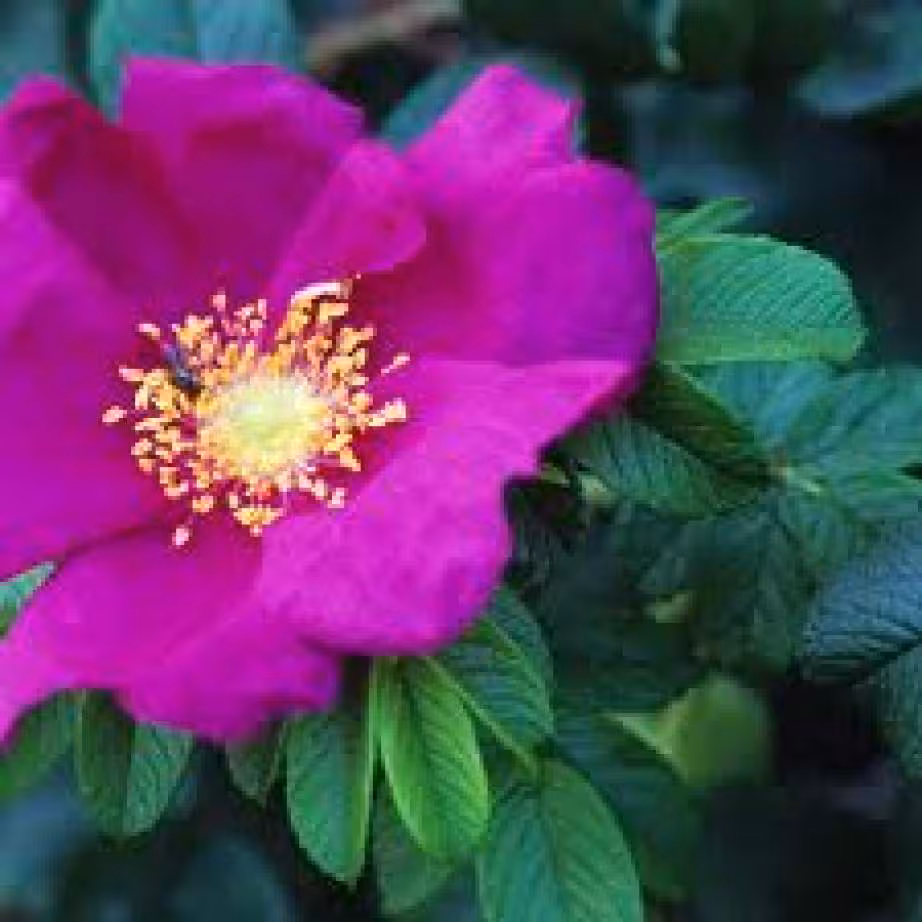 Rosier rugosa fleur