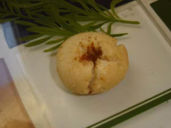 Montecaos