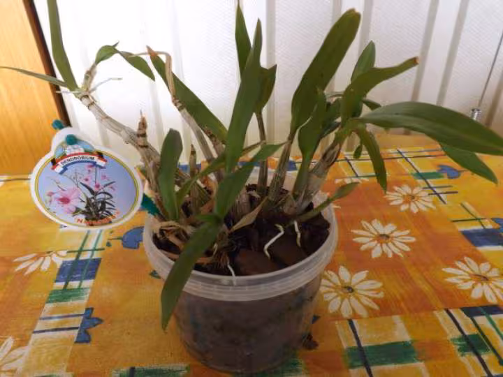 Orchidee 3