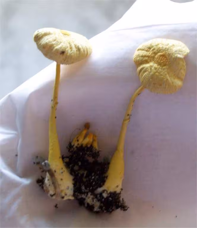 Champignon
