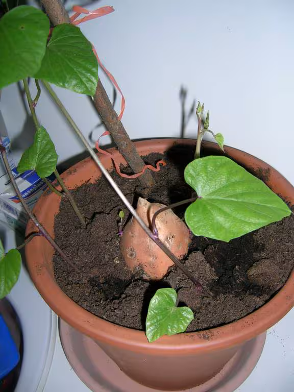 Patate grimpante