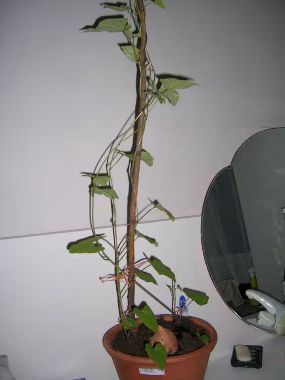 Patate grimpante