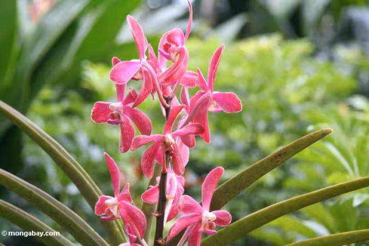 Orchidee