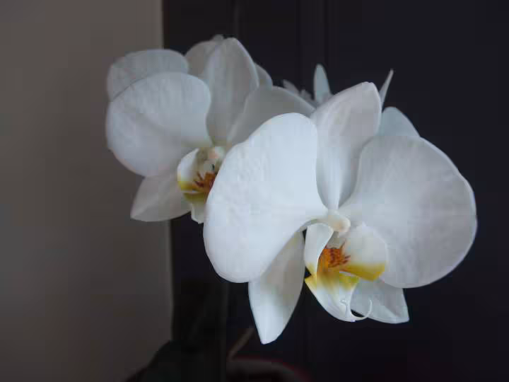Orchidee blanche bureau 1