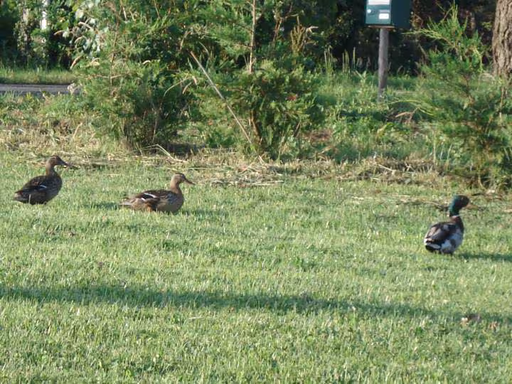 Visiteurs du matin