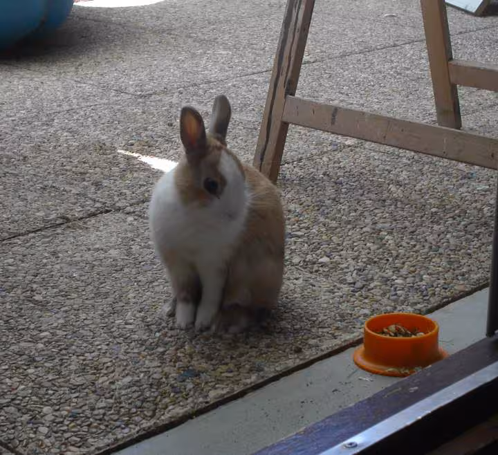 Pinpin