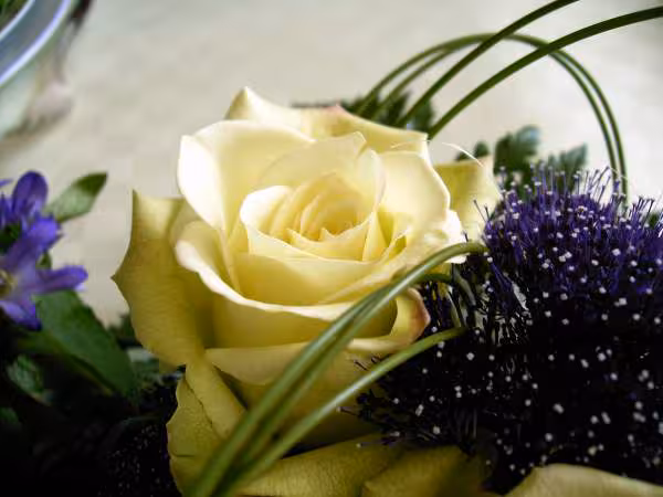 Petite fleur