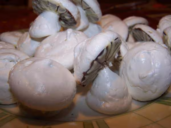 Les champignons sont assembles