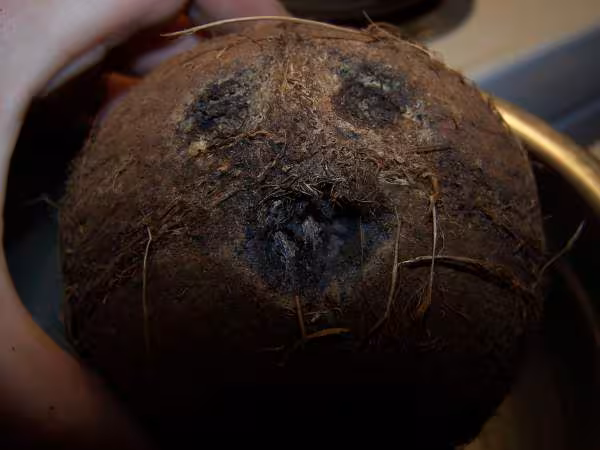 Visage de la noix de coco