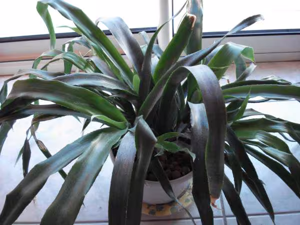 Plante 2