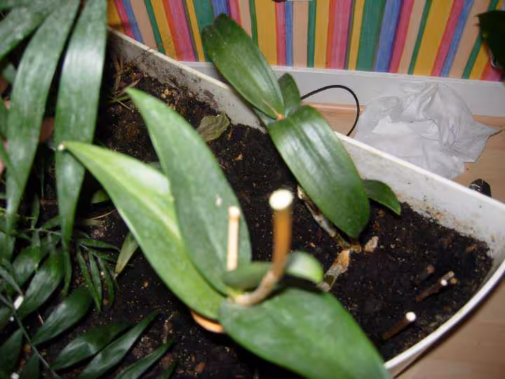 Autre plante mystere