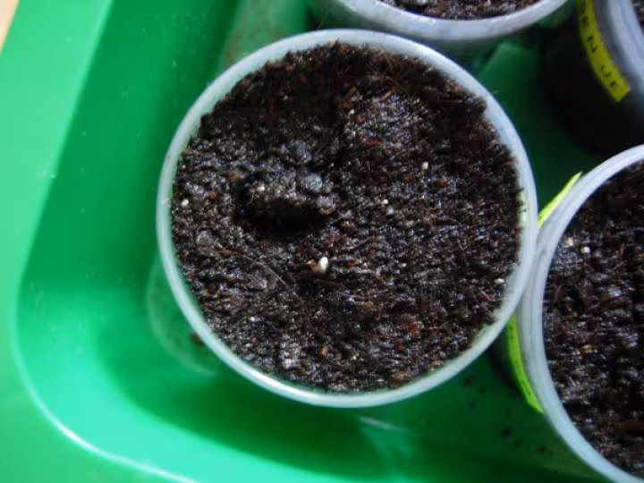 Germination 1