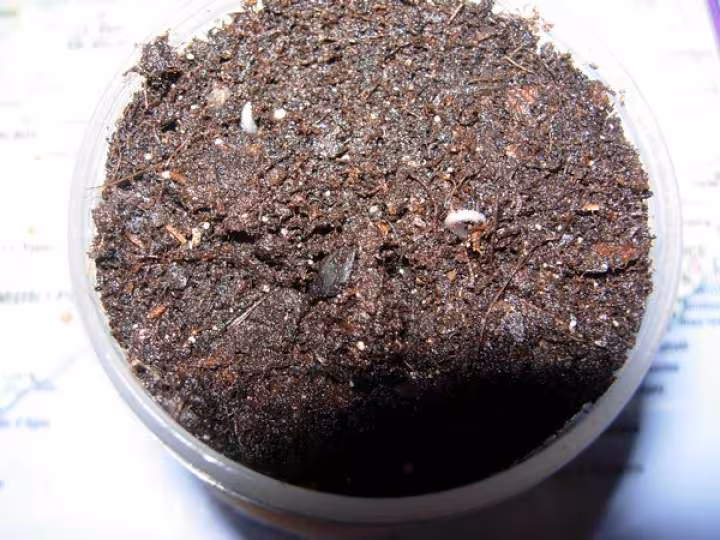 Germination 2