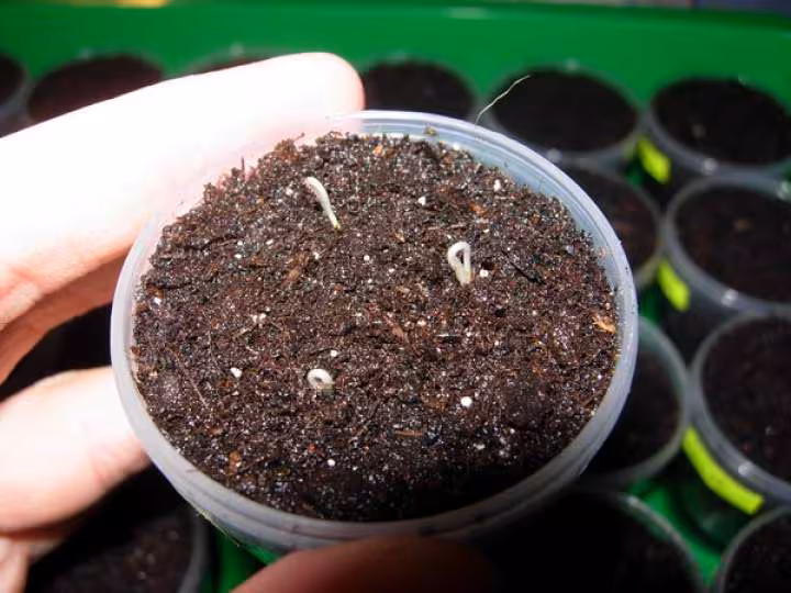 Germination 3