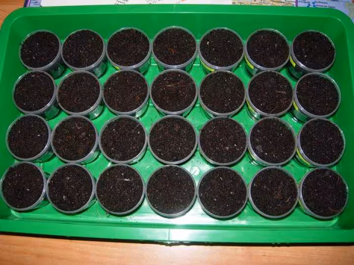 Germination 4