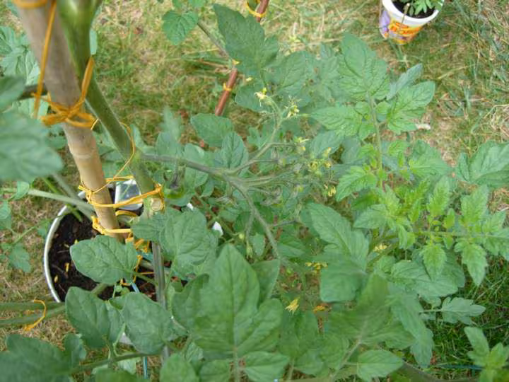 Grappes de tomates cerises