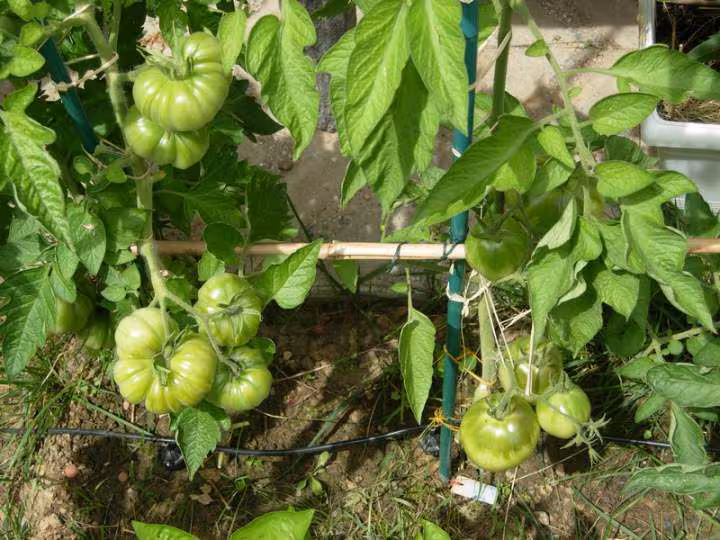 Grosses tomates